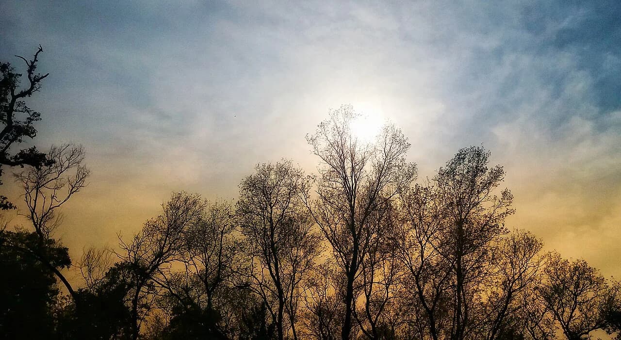 Light through the Chitwan forest canopy