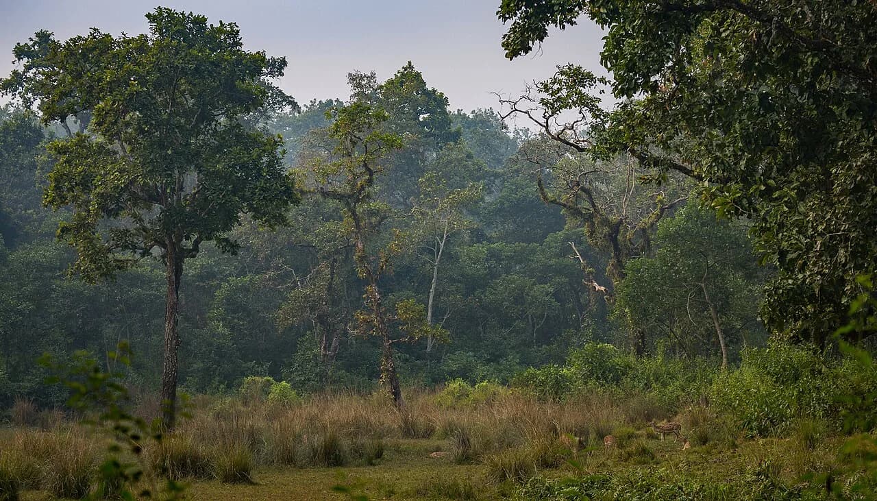Spotted deer in Chitwan habitat; sightings vary