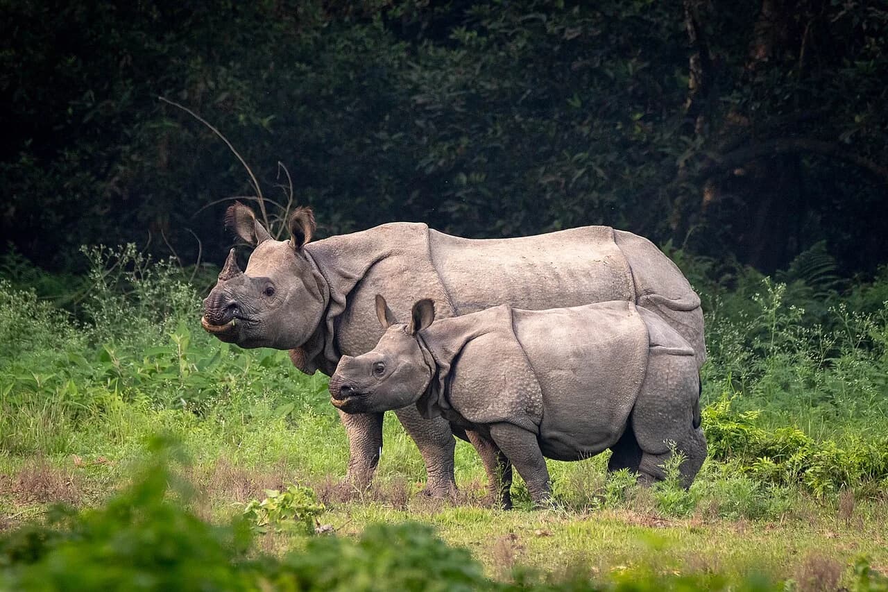 Rhinoceros in Chitwan’s forest-edge habitat