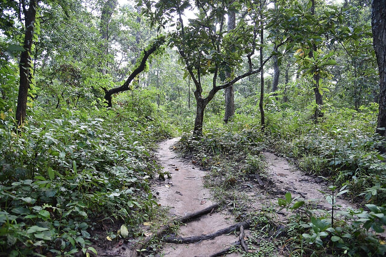 A walking trail through the forest in Chitwan National Park