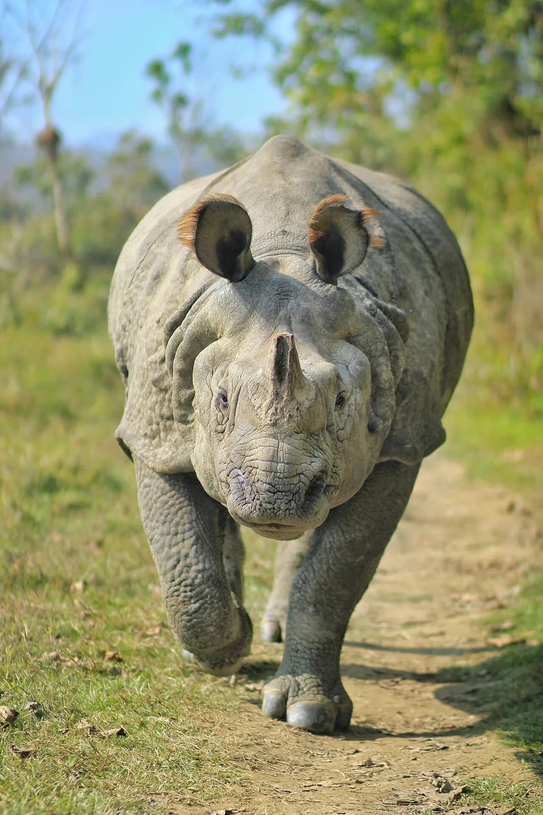 A one-horned rhinoceros in Chitwan; sightings vary